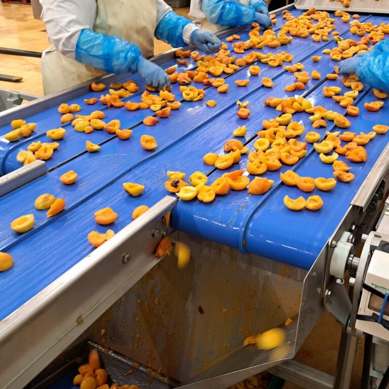 convoyeur à bande lisse-Anvitech-Virazeil (4)